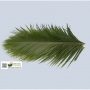 Phoenix Robellini - The Pygmy Date Palm Leave-0