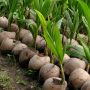Young Coconut Tree-0