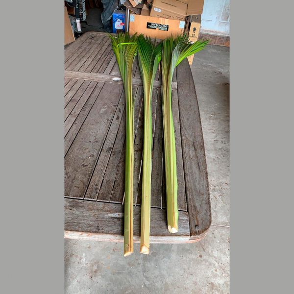 Coconut Palm Tree Hearts-0